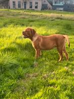 Gezocht oppas Bordeaux Dog, Particulier, Rabiës (hondsdolheid), Teef, 1 tot 2 jaar