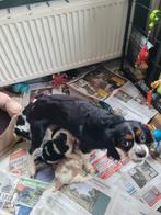 Nog 1 echte cavelier King charles spaniel puppies, Dieren en Toebehoren, Parvo, Overige rassen, 8 tot 15 weken, Meerdere