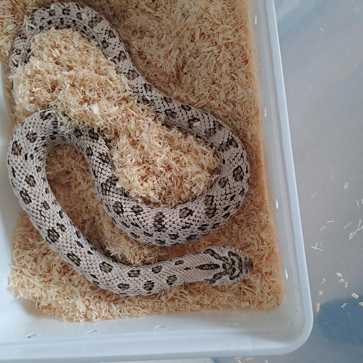 Heterodon nasicus haakneuzen kweekkoppels.