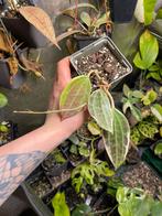 Hoya latifolia outer variegata, Huis en Inrichting, Ophalen of Verzenden, Overige soorten, Minder dan 100 cm