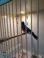 Noorse goudvink man ( nieuw binnen ), Dieren en Toebehoren, Vogels | Overige Vogels, Mannelijk, Wildzangvogel, Geringd