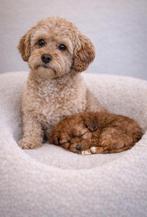 Super mooie gezonde boomer pups, Overige rassen, 8 tot 15 weken, Meerdere, Meerdere dieren