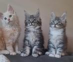 Schitterende Maine coon kittens  beschikbaar, Dieren en Toebehoren, Katten en Kittens | Raskatten | Langhaar, Meerdere dieren