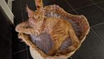 Maine Coone kitten, Dieren en Toebehoren, Katten en Kittens | Raskatten | Langhaar, Meerdere dieren, Gechipt, 0 tot 2 jaar
