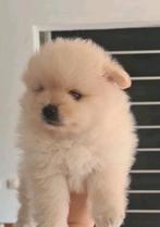 Pomeranian , dwergkees ,pomeriaan puppys aangeboden, Dieren en Toebehoren, Keeshond, 8 tot 15 weken, Meerdere, Meerdere dieren