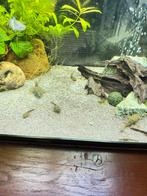 Ancistrussen, Dieren en Toebehoren, Vissen | Aquaria en Toebehoren, Ophalen, Plant(en), Steen of Hout