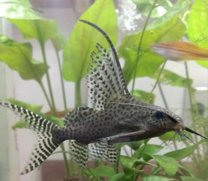 Baardmeervallen, Dieren en Toebehoren, Vissen | Aquariumvissen