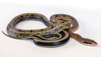Orthriophis taeniurus / taiwanese rattenslang, Dieren en Toebehoren, Slang, 3 tot 6 jaar