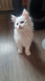 Gooische Maine Coon kittens, Dieren en Toebehoren, Katten en Kittens | Raskatten | Langhaar, Meerdere dieren, Gechipt