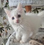 Ragdoll X mainecoon kittens, 2 poesjes. Geënt, gechipt., Dieren en Toebehoren, Poes, Gechipt