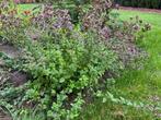 Oregano stekjes, Ophalen, Volle zon, Vaste plant, Kruiden