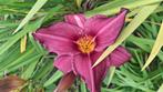 Daglelie, Tuin en Terras, Planten | Tuinplanten, Ophalen, Zomer, Overige soorten, Volle zon