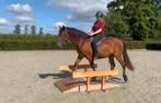 Rontgen goedgekeurde 3 jarige knappe Koudbloed ruin: Balou!, Gechipt, Minder dan 160 cm, Ruin, Zadelmak