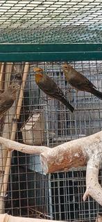 Mooie Mexicaanse roodmussen 2-3, Dieren en Toebehoren, Vogels | Overige Vogels, Meerdere dieren