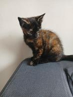 4 super tamme en  lieve kittens zoeken een baasje, Dieren en Toebehoren, Katten en Kittens | Raskatten | Korthaar, Meerdere dieren