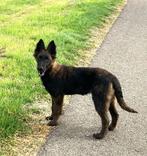 KNPV Hollandse herder pup, Rabiës (hondsdolheid), 15 weken tot 1 jaar, Reu, Meerdere