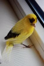 kanarie, Dieren en Toebehoren, Vogels | Kanaries, Mannelijk, Zangkanarie