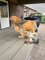 Jonge brahma buf hanen, Dieren en Toebehoren, Pluimvee, Kip, Mannelijk