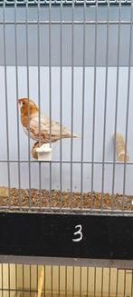 Zebravink man, Dieren en Toebehoren, Mannelijk, Kleurkanarie