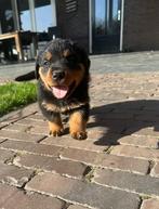 Rottweiler pups, Dieren en Toebehoren, Honden | Bulldogs, Pinschers en Molossers, 8 tot 15 weken, Meerdere, Meerdere dieren, Rottweiler