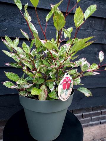 Bonte Hibiscus Kamerplant beschikbaar voor biedingen