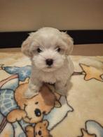Maltipoo puppy’s – nog 2 reutjes  (zeer klein), Dieren en Toebehoren, Honden | Chihuahua's en Gezelschapshonden, Rabiës (hondsdolheid)