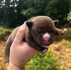 American bully pups te koop, Dieren en Toebehoren, Honden | Bulldogs, Pinschers en Molossers, België, Particulier, Rabiës (hondsdolheid)