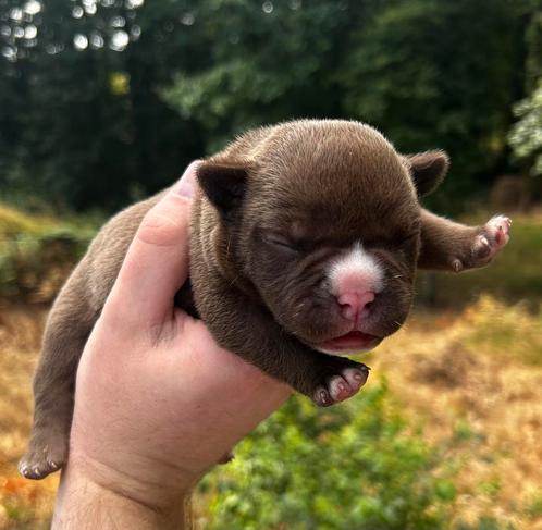 American bully pups te koop, Dieren en Toebehoren, Honden | Bulldogs, Pinschers en Molossers, Meerdere dieren, Overige rassen