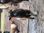 Bokje van maart 2025, Dieren en Toebehoren, Schapen, Geiten en Varkens, Geit