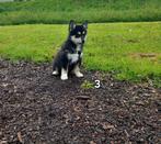 Pomsky Reutje 9 weken oud, Particulier, Poolhond, 8 tot 15 weken, Reu