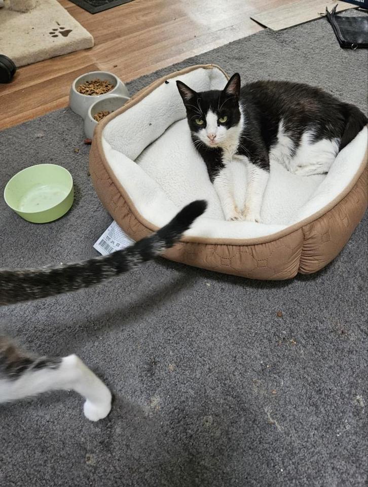 Kyra is een klein lief poesje van 9 jaar en wacht nog, Dieren en Toebehoren, Katten en Kittens | Overige Katten, Kortharig, Poes