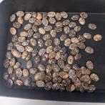 Grote partij luipaard jaspis cabochons, Ophalen of Verzenden, Nieuw