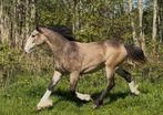 Tinker valk jaarling ! Buckskin, Dieren en Toebehoren