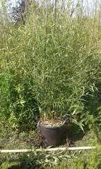 Te koop Grote partij bamboe in pot, Tuin en Terras, Planten | Struiken en Hagen, Ophalen, Bamboe, Struik, 250 cm of meer