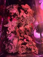 40 kg levend steen, Dieren en Toebehoren, Ophalen, Plant(en), Steen of Hout