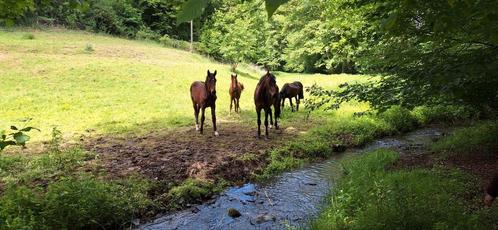 Opfok Duitsland, Dieren en Toebehoren, Stalling en Weidegang, Opfok