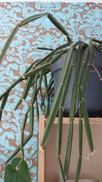 Cissus quadrangularis stekken, Huis en Inrichting, Kamerplanten, Overige soorten, Minder dan 100 cm, Ophalen of Verzenden, Halfschaduw