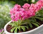 Lewisia, Ophalen, Zomer, Overige soorten, Volle zon