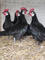 Spaanse witwang kippen te koop kriel., Dieren en Toebehoren, Pluimvee, Vrouwelijk, Kip