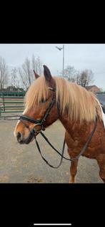 Wereld pony ! Bomproef ! Te koop, Dieren en Toebehoren, Ruin, B, D pony (1.37m tot 1.48m), Met stamboom