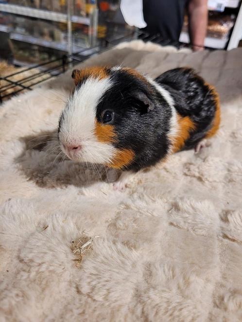 Super lieve tamme jonge cavia's., Dieren en Toebehoren, Knaagdieren, Mannelijk, Cavia, Na 1 juli 2024, Tam