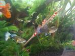 Jonge guppen te koop, Dieren en Toebehoren, Vissen | Aquariumvissen, Vis, Zoetwatervis, Schoolvis