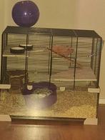 Syrische goudhamster, Mei, Vrouwelijk, Hamster