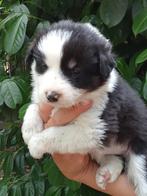 Border collie pups, Dieren en Toebehoren, Honden | Herdershonden en Veedrijvers, 8 tot 15 weken, Collie, Meerdere, Meerdere dieren