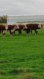 gestierde runderen, Dieren en Toebehoren, Vrouwelijk, 3 tot 6 jaar