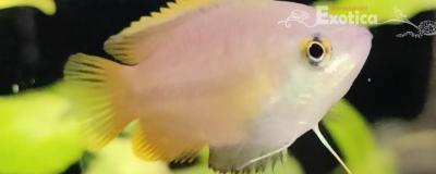 Colisa chuna, Dieren en Toebehoren, Vissen | Aquariumvissen, Vis