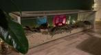 Chinese dwerghamster met terrarium, Dieren en Toebehoren, Knaagdieren en Konijnen | Hokken en Kooien, Hamster, Minder dan 60 cm