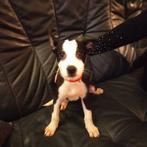 Te koop, Dieren en Toebehoren, Honden | Niet-rashonden, Rabiës (hondsdolheid), Reu, 8 tot 15 weken, Meerdere