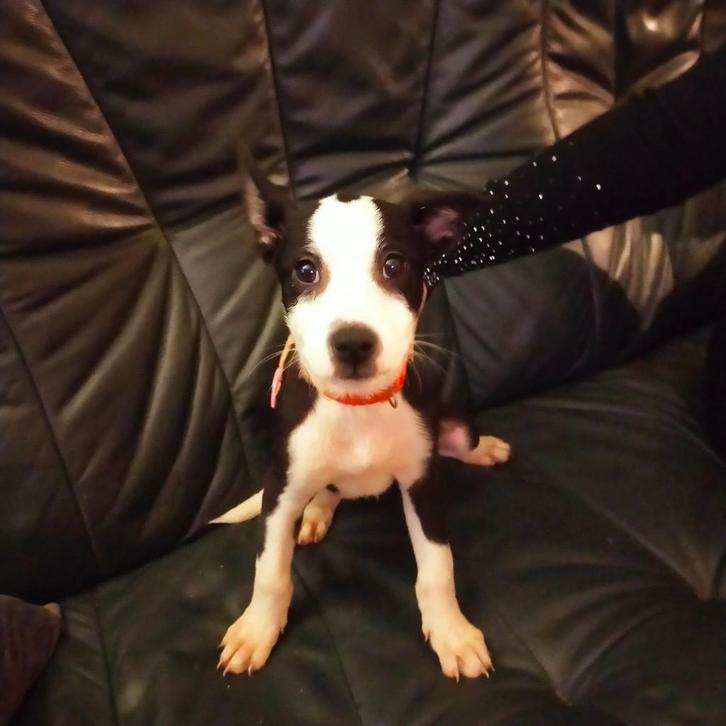 Te koop, Dieren en Toebehoren, Honden | Niet-rashonden, Klein, Reu, Particulier, Meerdere, Nederland, 8 tot 15 weken, CDV (hondenziekte)