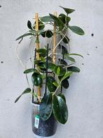Hoya Wasplant met Rekje en Stek, Ophalen, Overige soorten, Halfschaduw, In pot